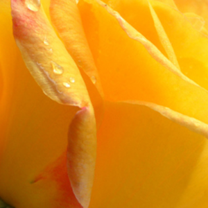 Онлайн магазин за рози - Жълт - Чайно хибридни рози  - интензивен аромат - Pоза Студена корона - Реймър Кордес - Разтящо нагоре расрение,идеално за подрязване